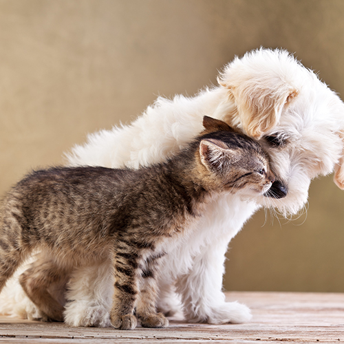 Prodotti per la cura degli animali